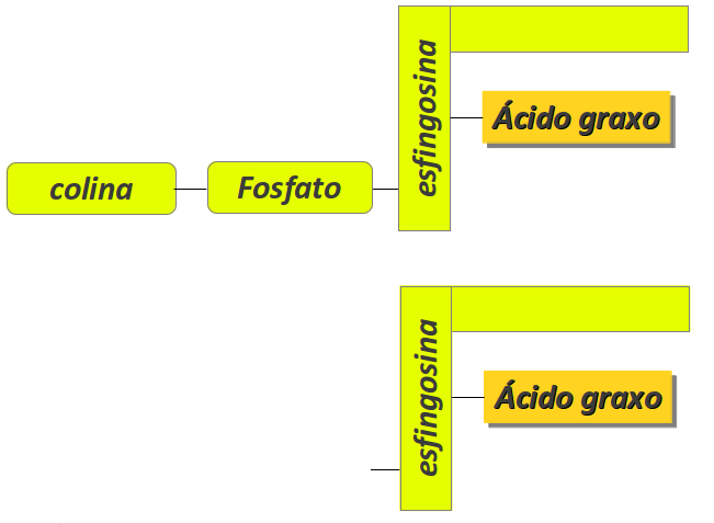 esquema de esfingolipídeos