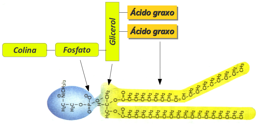fosfolipídio